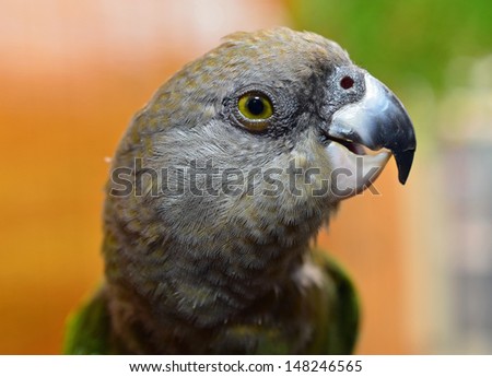 Close up of a Brown Headed Parrot Face