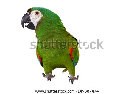 Beautiful Severe Macaw on isolated white background