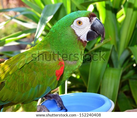 Pet Severe Macaw