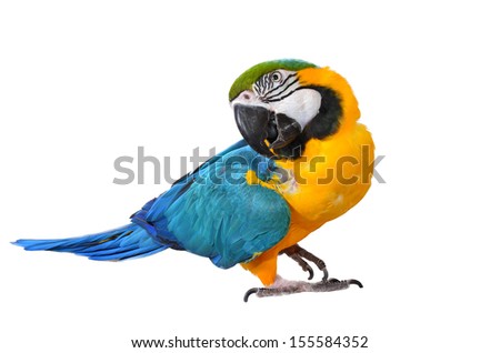 Blue and Yellow Macaw isolated on white
