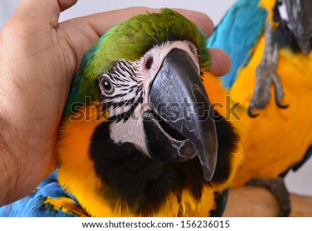 Pet Blue and Gold Macaws