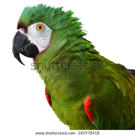 Severe Macaw isolated on white