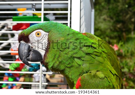 Pet Severe Macaw