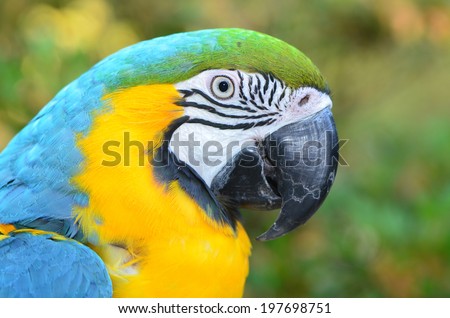 Beautiful Pet Macaw