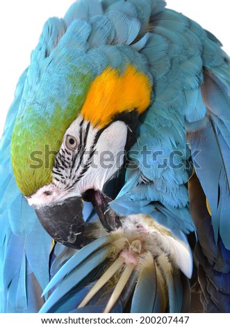 Preening Macaw isolated on white