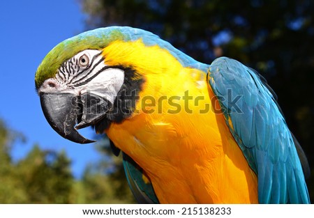 Blue and Gold Macaw in the sun