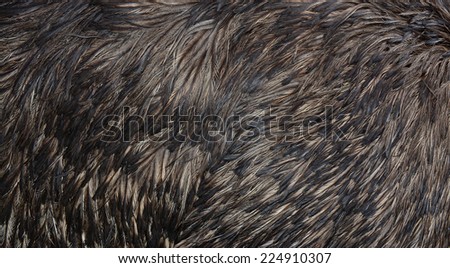 Emu Feather Background