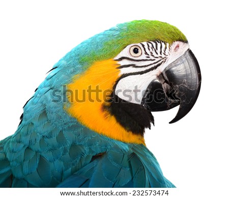 Isolated Parrot
