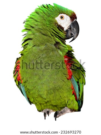 Severe Macaw isolated on white