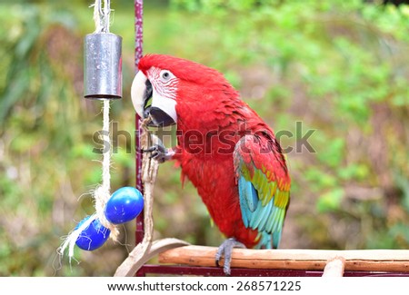Pet Green Wing Macaw