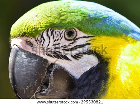 Close up of a Macaw Parrot Face