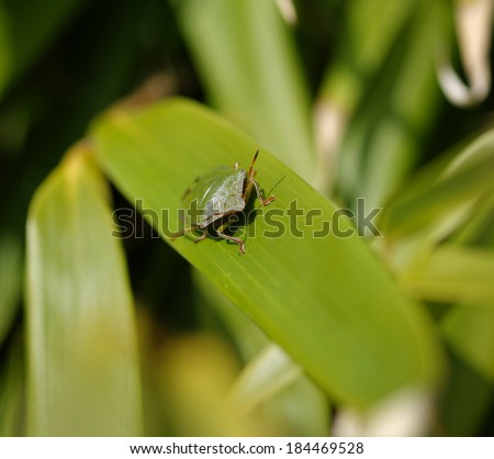 Green Shield Bug (Stink Bug) on bamboo leaf, facing camera, shallow depth-of-field; landscape format.
