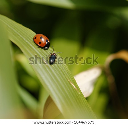Ladybird (ladybug) and leaf beetle on bamboo leaf, apparently meeting; landscape orientation.