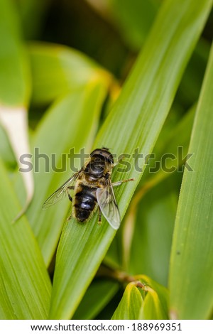 Single Hover Fly (Syrphidae) at rest on bamboo leaf, pointed upwards towards right, from above, portrait format