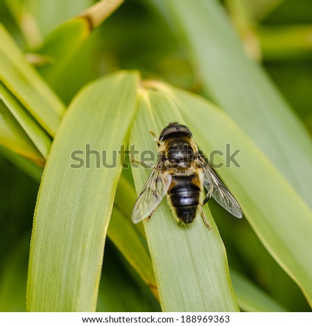 Single Hover Fly (Syrphidae) at rest on bamboo leaf, pointed upwards towards left, from above, square format