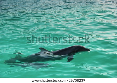 Dolphin Mother