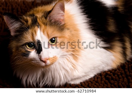 A sharp, detailed closeup of a beautiful female calico cat looking at you.