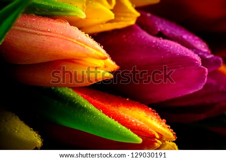 Tulips Rainbow Close-Up with Waterdrops
