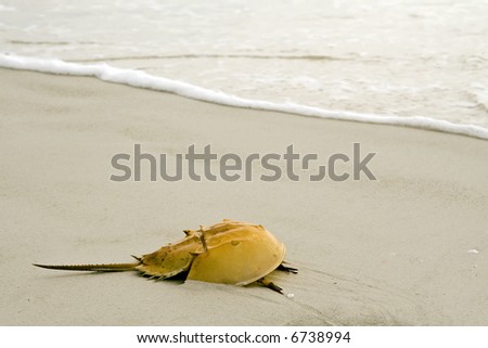 horseshoe crab. stock photo : Horseshoe Crab