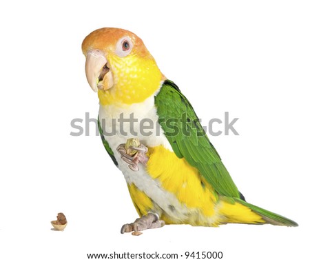 Isolated Caique Parrot eating Pistachio