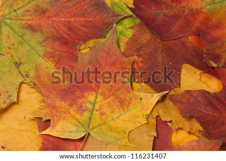Background made of autumn, brown, red, yellow, orange maple tree leafs.