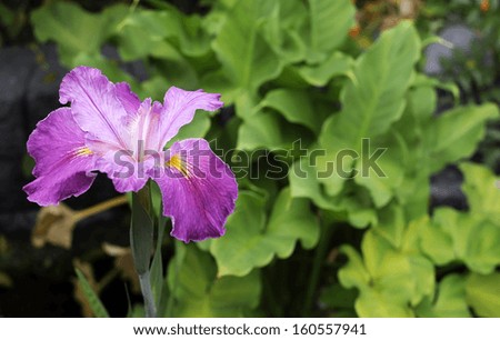 The dark purple pink flower of the Japanese iris (Iris ensata) in a natural water garden environment.