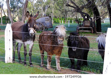BAROSSA VALLEY, SOUTH AUSTRALIA - MAY 29, 2014: Donkey and shetland ponies waiting for visitors at entrance of the Kuchel estate .