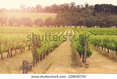 Rows of grapevines taken at Australia's prime wine growing winery area in McLaren Vale, Fleurieu Peninsula, South Australia.
