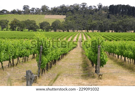 Rows of grapevines taken at Australia's prime wine growing winery area in McLaren Vale, Fleurieu Peninsula, South Australia. Closeup.