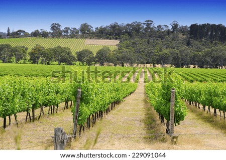 Rows of grapevines taken at Australia\'s prime wine growing winery area in McLaren Vale, Fleurieu Peninsula, South Australia.