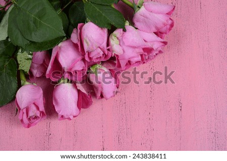 Pink Roses on pink wood background with copy space for your text here.