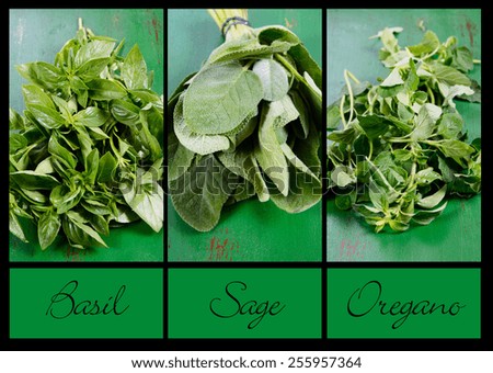 Collage of three fresh kitchen and food preparation herbs, basil, sage and oregano with sample text.