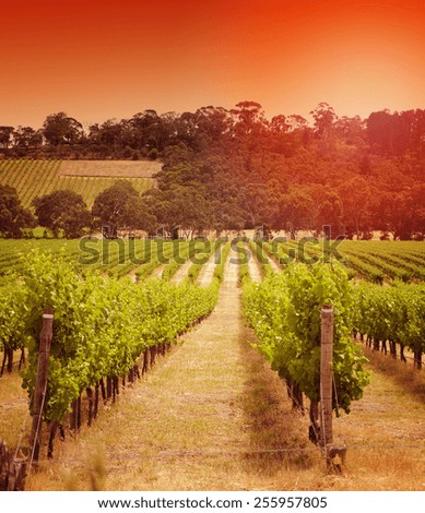 Rows of grapevines taken at Australia\'s prime wine growing winery area in McLaren Vale, Fleurieu Peninsula, South Australia. Sunset.