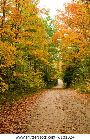 fell leaves covered pathway to distance