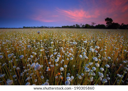 Flower field before sunset. field of  flowers Thailand.