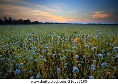 Flower field before sunset. field of  flower Thailand.