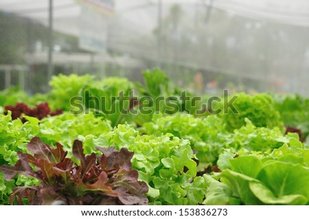 Close up organic vegetable farms, clean food.