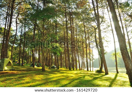 The Misty Pine Forest At North Of Thailand, Camping During Holidays