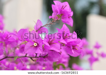 Pink bougainvillea blooms in the garden   Ornamental climbing plants