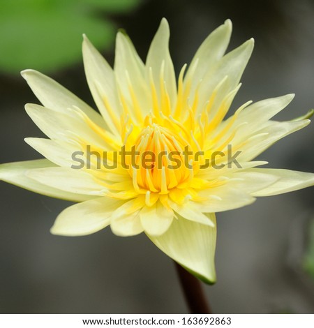 Yellow lotus flower and leaves background.