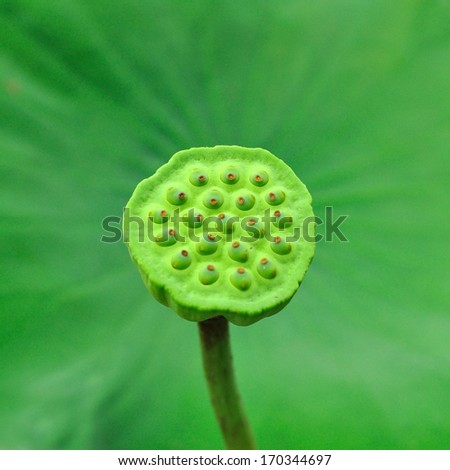 Lotus seeds with green leaf