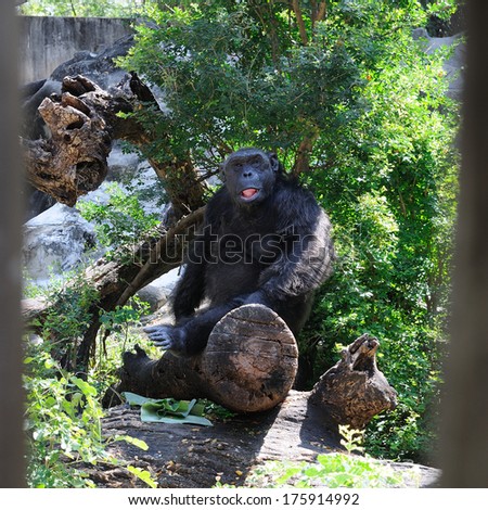 Single Chimpanzee in zoo, Thailand.
