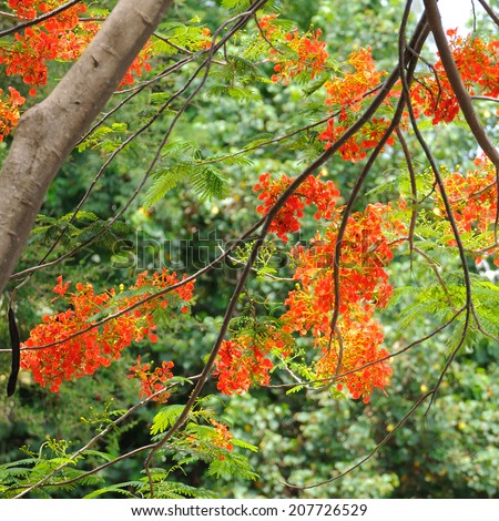 Flame tree flowers and in garden