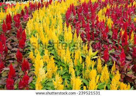 Beautiful color flower lining, pattern for web background.