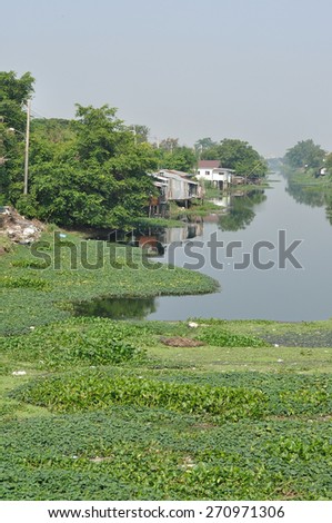 Many water hyacinth in canal made water pollution