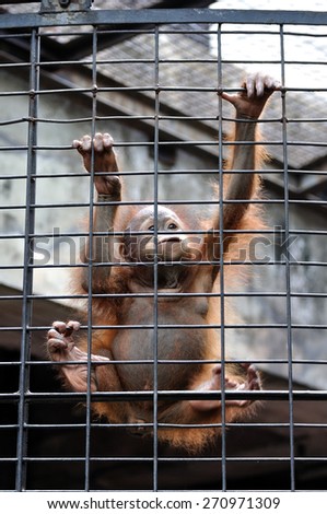 Orangutan baby climbing in animal cage