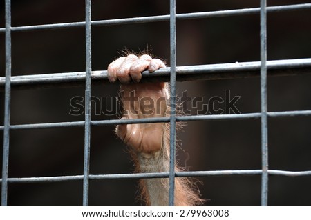Small chimpanzee hand holding cage waiting for freedom.