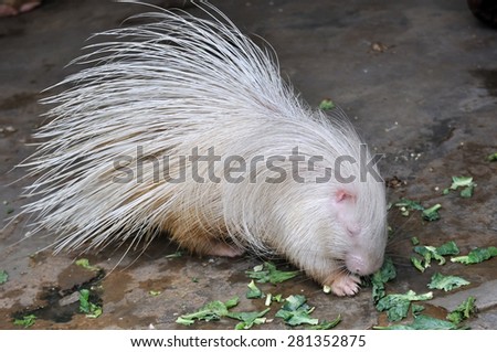 White porcupine eating food on ground.