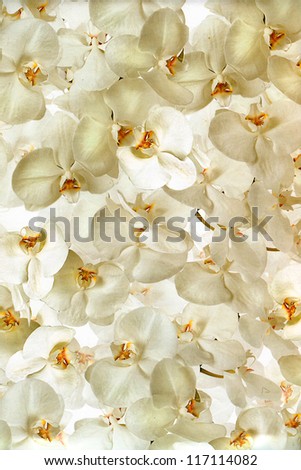 Paper background of a profusion of beautiful scattered white orchids flowers