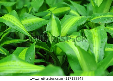 Botanical background of fresh green variegated leaves with a sprinkling of dew or raindrops